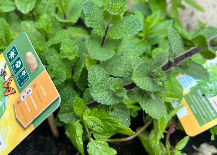 Gruene Strasse 1 Lejlighed Wernigerode